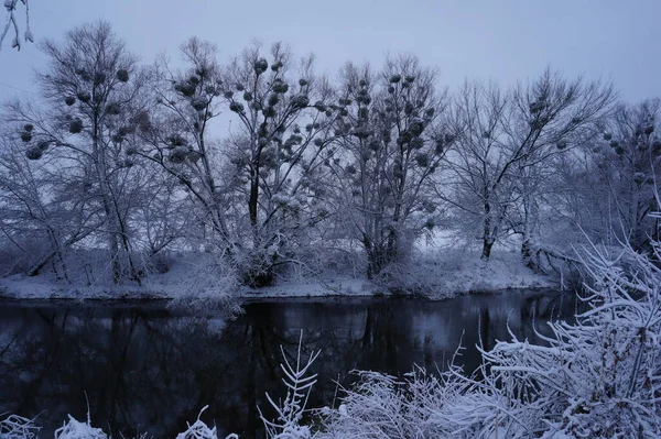 Erdő Fagyban Téli Táj Hóval Borított Fák — Stock Fotó