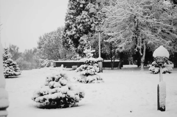 Neve Paisagem Inverno Coberto Madeira Geada Vista — Fotografia de Stock