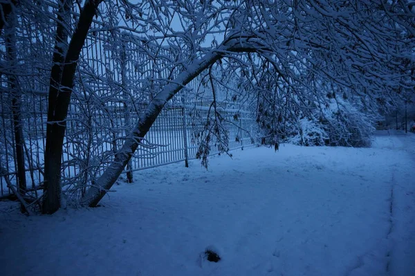 Skog Frosten Vinterlandskap Snötäckta Träd — Stockfoto