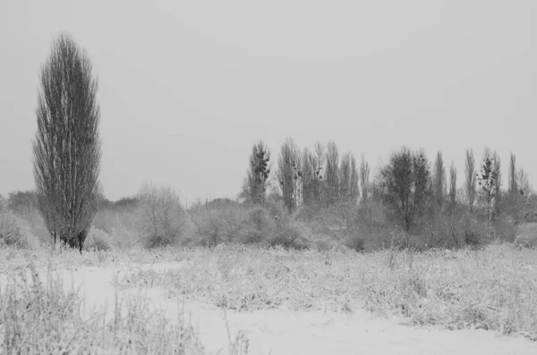 冬季雪景覆盖森林霜冻景观 — 图库照片