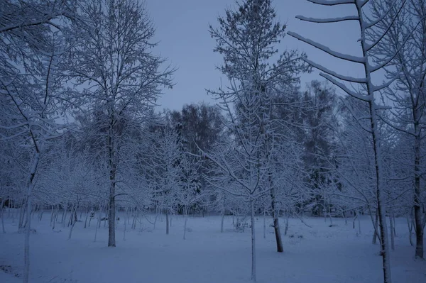 Jul Vinter Bakgrund Med Snö Och Suddig Bokeh God Jul — Stockfoto