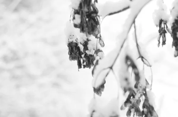 Nieve Paisaje Invierno Cubierta Madera Helada Vista — Foto de Stock
