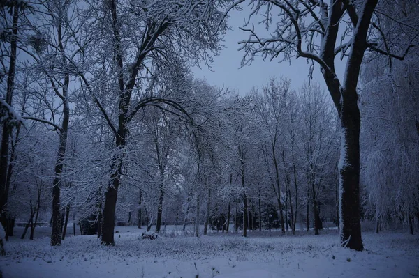 Boże Narodzenie Zima Tło Śniegiem Rozmyte Bokeh Merry Boże Narodzenie — Zdjęcie stockowe