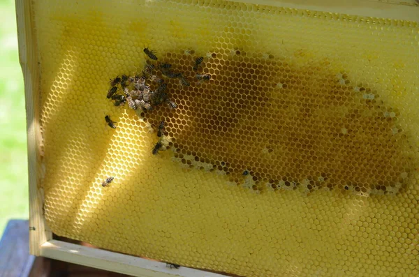 Nahaufnahme Einer Biene Bei Der Arbeit Einem Bienenhaus — Stockfoto