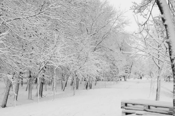 Nieve Paisaje Invierno Cubierta Madera Helada Vista —  Fotos de Stock