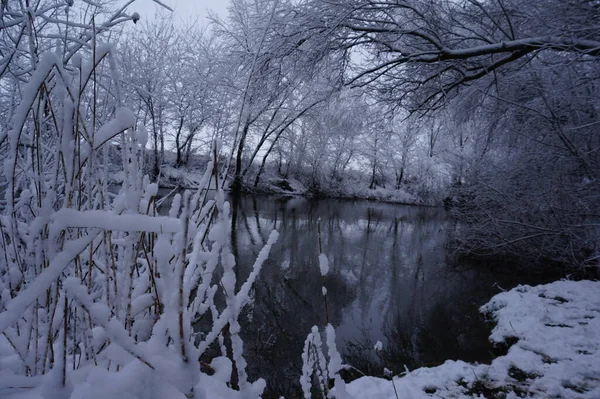 Rio Inverno Galhos Árvores Cobertos Com Geada Branca — Fotografia de Stock