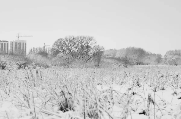 Снежный Пейзаж Зимний Покрытый Древесиной Мороз Вид — стоковое фото