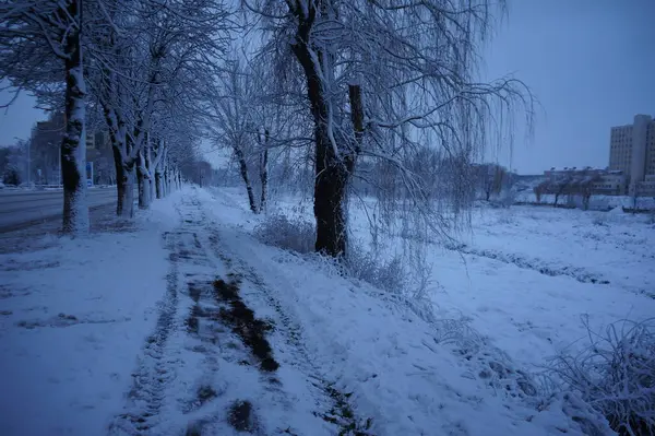 霜の中の森 冬の風景 雪に覆われた木 — ストック写真