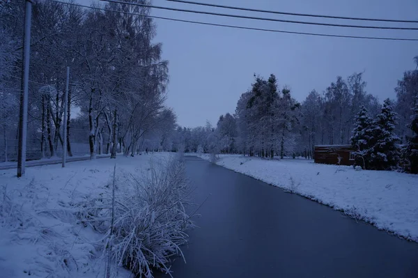 Озеро Замерзшие Деревья Зимний Сезон — стоковое фото