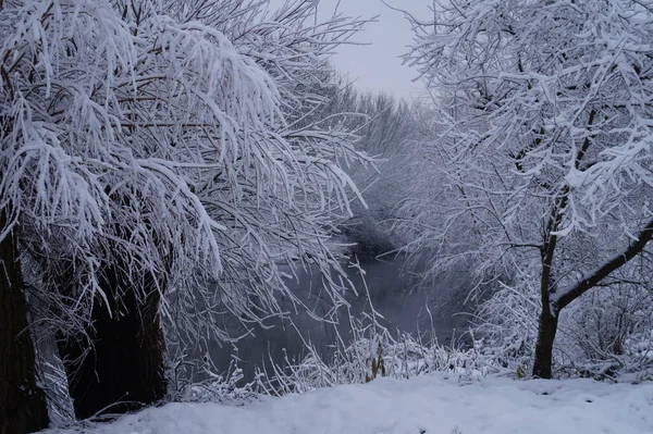 Bosque Helada Paisaje Invernal Árboles Cubiertos Nieve — Foto de Stock