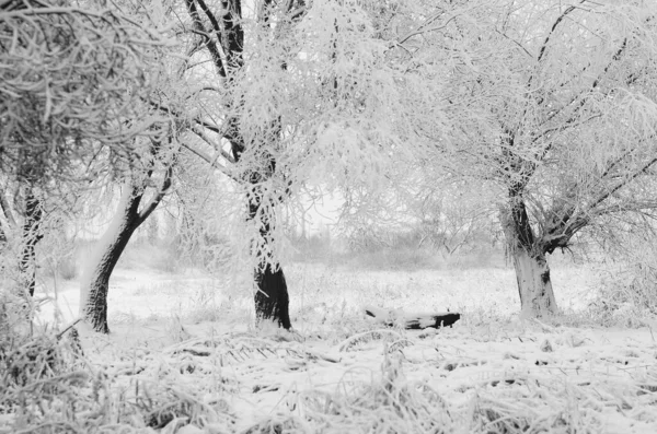 Neve Paisagem Inverno Coberto Madeira Geada Vista — Fotografia de Stock