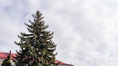 Christmas tree view against sky 