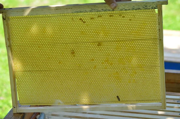 Panal Con Miel Abejas — Foto de Stock