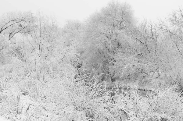 Schnee Landschaft Winter Bedeckt Holz Frost Blick — Stockfoto