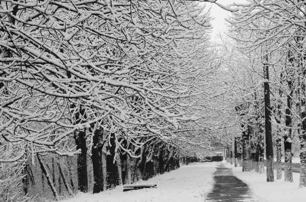 Nieve Paisaje Invierno Cubierta Madera Helada Vista —  Fotos de Stock