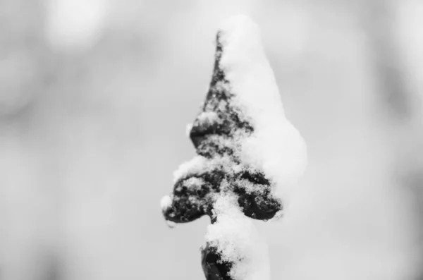 Sneeuw Landschap Winter Overdekt Hout Vorst Uitzicht — Stockfoto