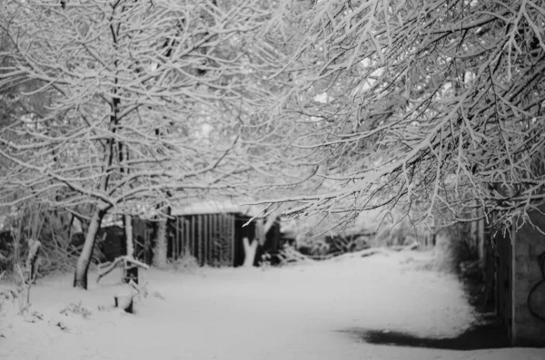 冬季雪景覆盖森林霜冻景观 — 图库照片