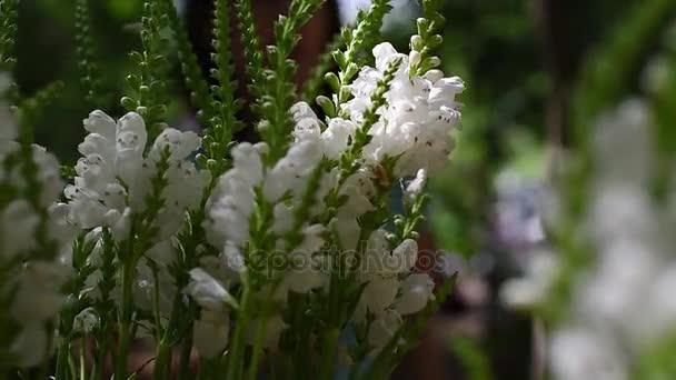 Decorações para a criação de buquês. emaranhados de fios, tesouras. elaboração de buquês . — Vídeo de Stock