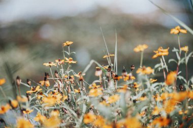 Yerde bir küçük küçük çiçek .