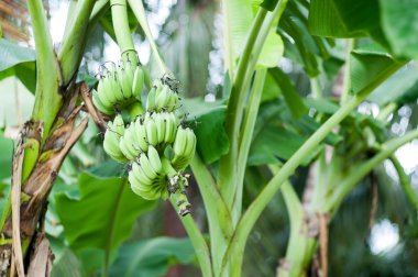Muz ağacı gündüz doğa yerde .