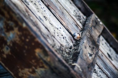 Kabuk ağaç doku çiçek .