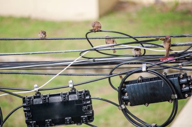 Doğa yerde bir kuş serçe .