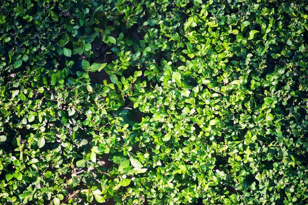 Leaf Wall Sun Light — Stock Photo, Image