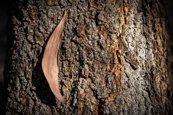 Bark Tree Texture Flower — Stock Photo, Image