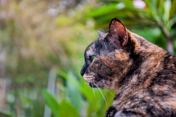 Eine Alte Katze Mit Naturplatz — Stockfoto