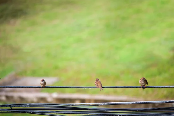Passero Uccello Nel Luogo Della Natura — Foto Stock