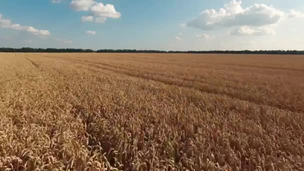 Tiro aéreo traseiro de campos de trigo dourado — Vídeo de Stock