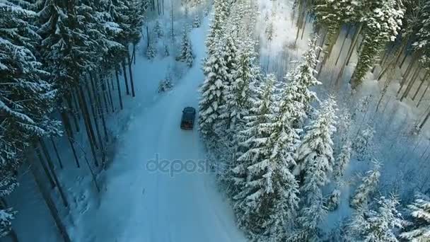 Camino forestal en invierno — Vídeo de stock