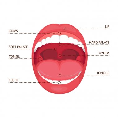  Anatomi insan açık ağız vektör Illustration. tıbbi diyagramı  