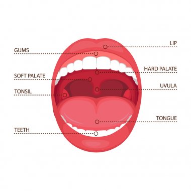  vector illustration of a  anatomy human open  mouth. medical diagram   clipart