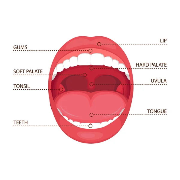 Vektorillustration Einer Anatomie Menschlichen Offenen Mundes Medizinisches Diagramm — Stockvektor
