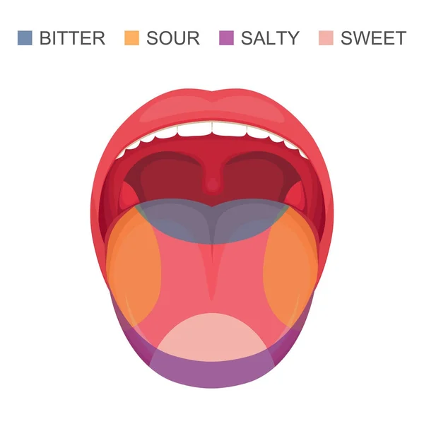 Vektorillustration Eines Grundlegenden Geschmacksbereichs Auf Der Menschlichen Zunge Sauer Süß — Stockvektor