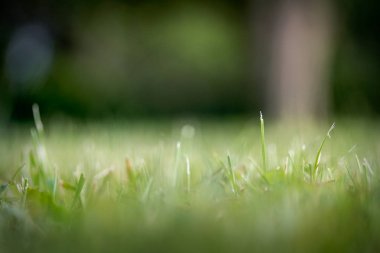 Kesilmemiş çim yeşil yaz bıçaklar
