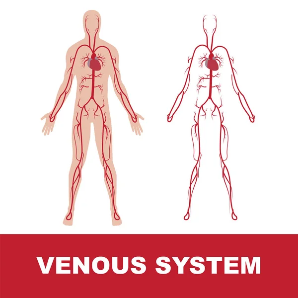 Sistema venoso humano —  Vetores de Stock