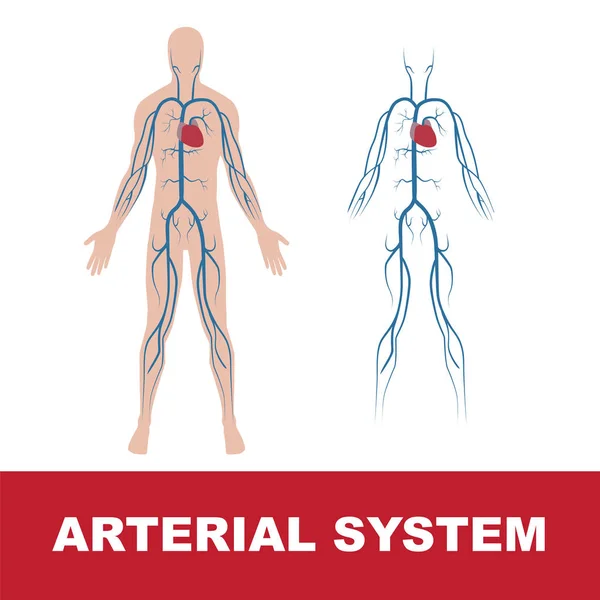 Sistema arterial humano — Vector de stock