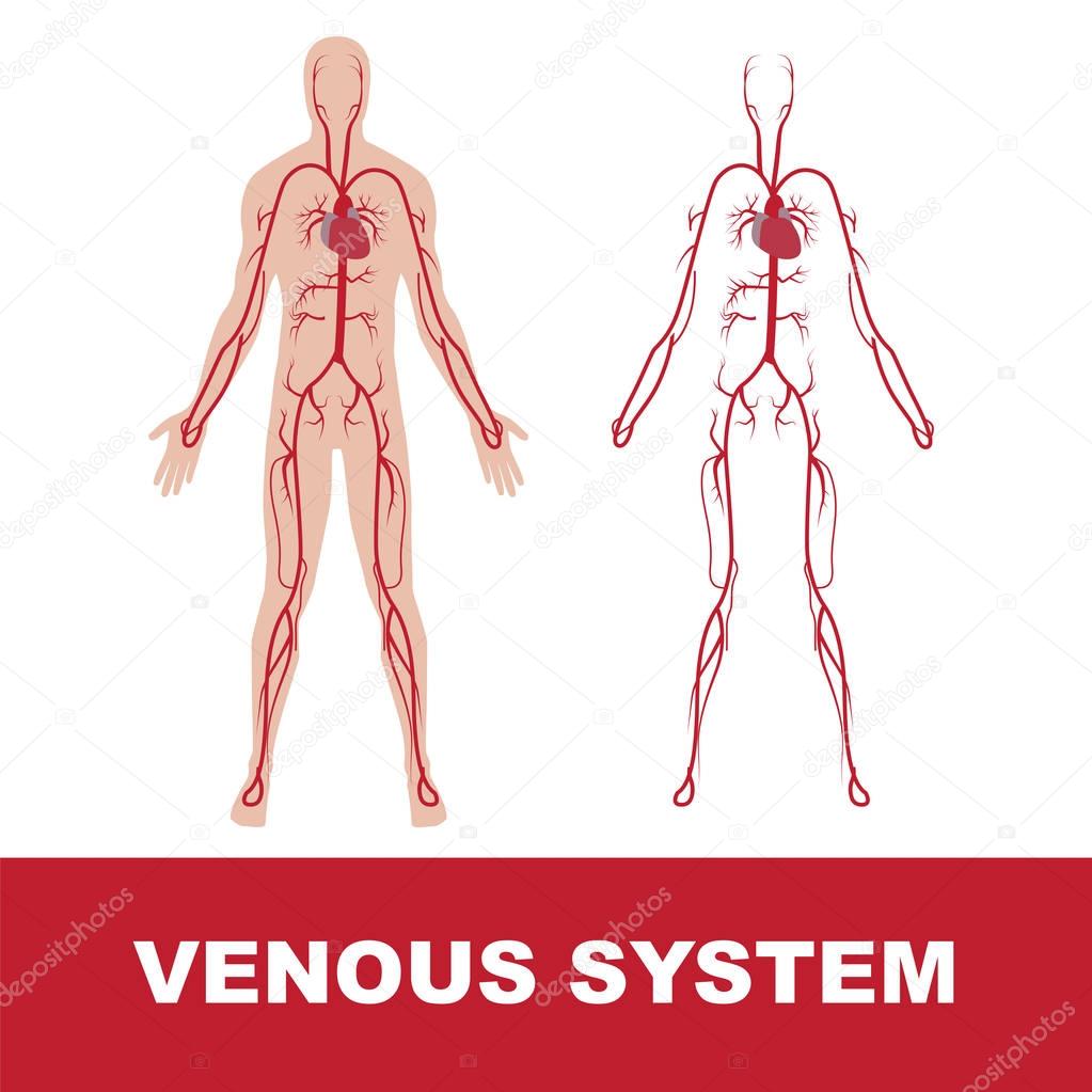 human venous system