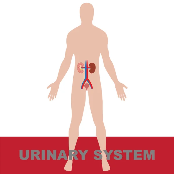 Sistema urinario humano — Vector de stock