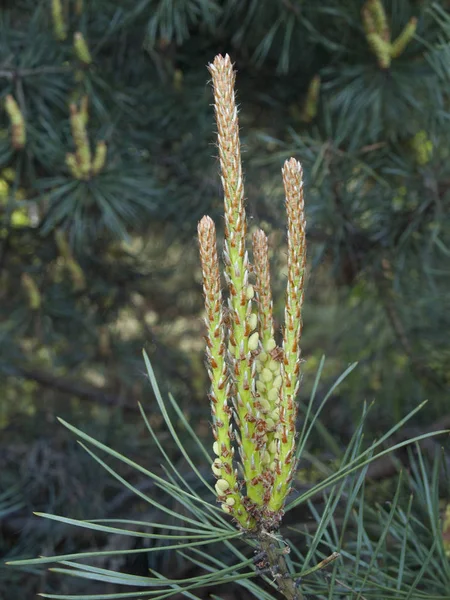 Young pine tree shoots Royaltyfria Stockbilder