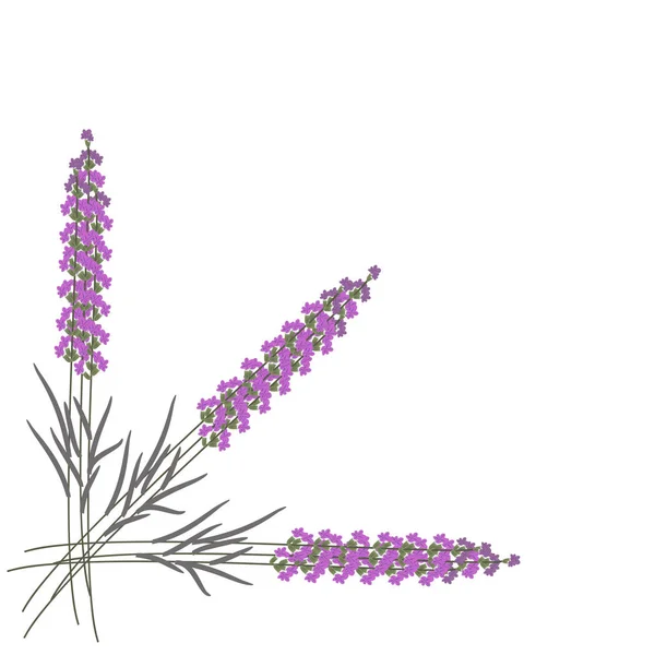 Vector illustration of three lavender flowers on white background. — Stock Vector