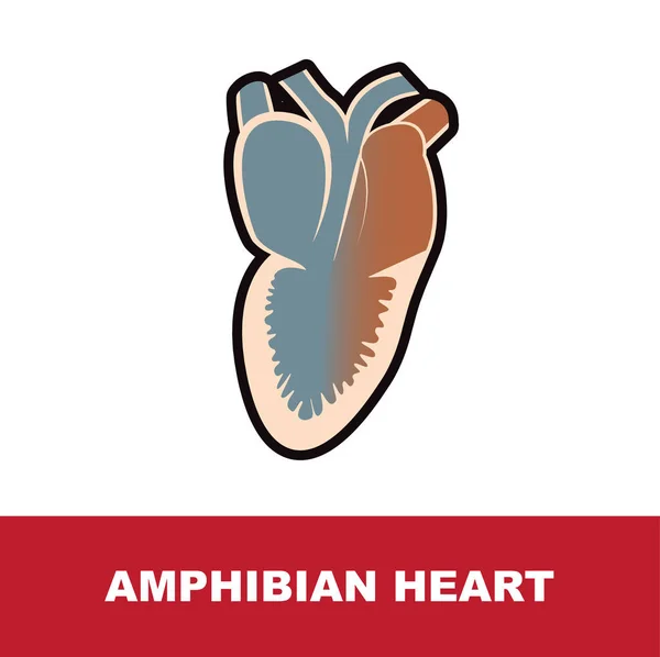 Anatomía del corazón anfibio — Vector de stock