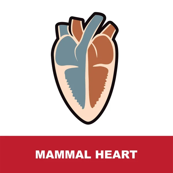 Anatomía del corazón de mamífero — Vector de stock