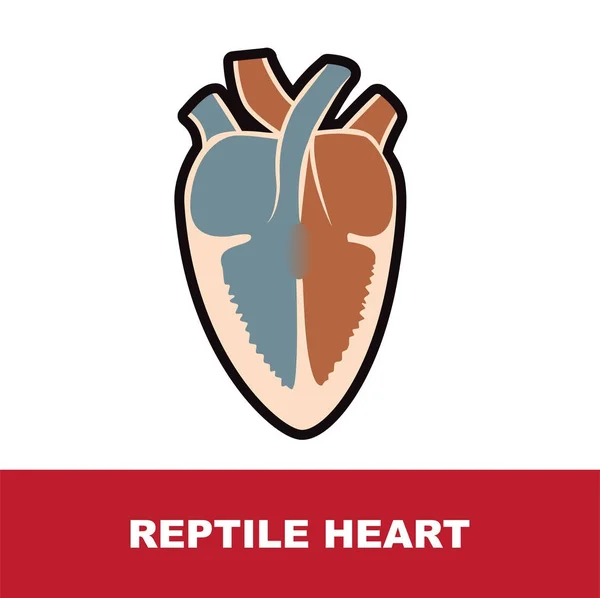 Sürüngen kalp anatomisi — Stok Vektör