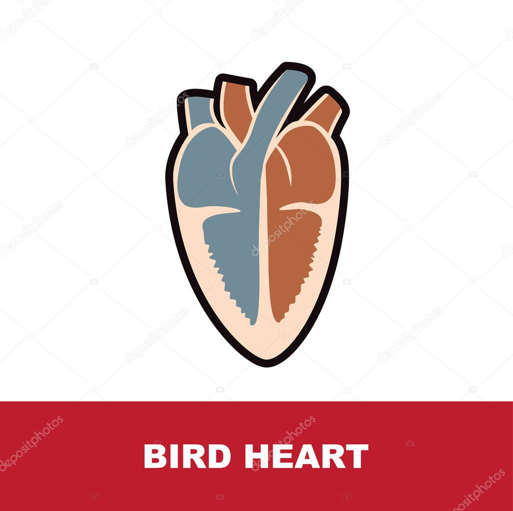bird heart anatomy