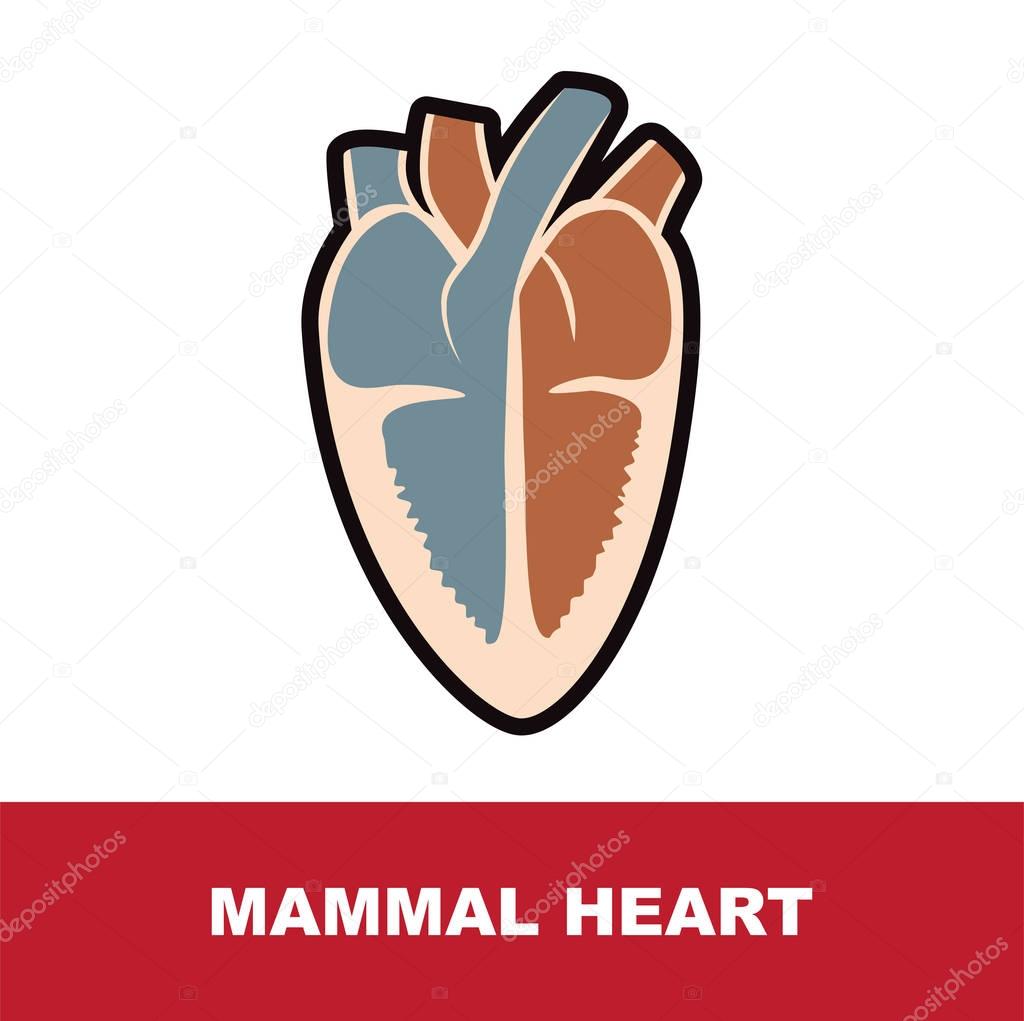 mammal heart anatomy