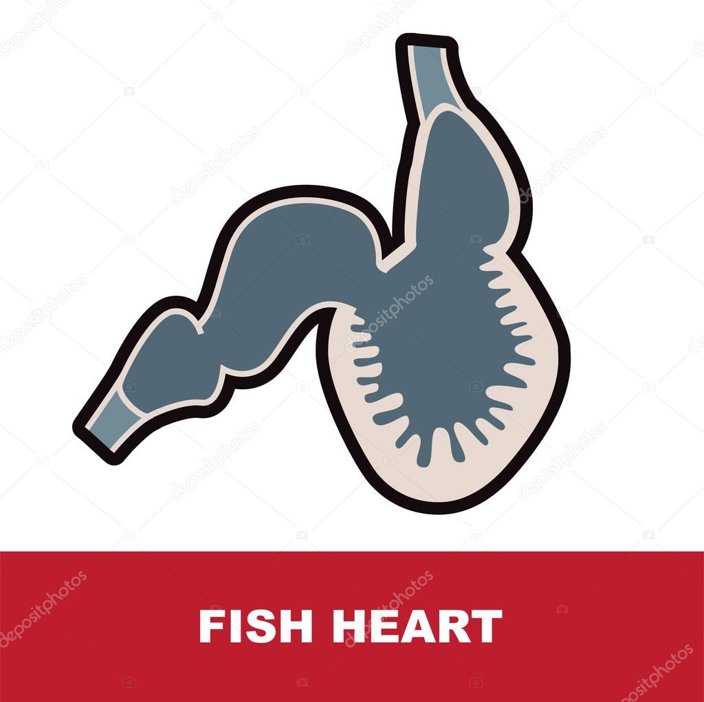 rfish heart anatomy