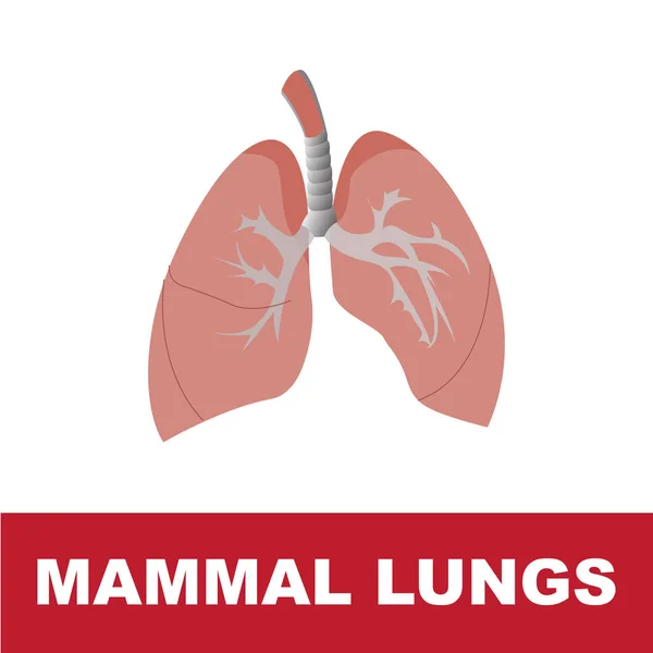 Schematische Lungenanatomie bei Säugetieren — Stockvektor